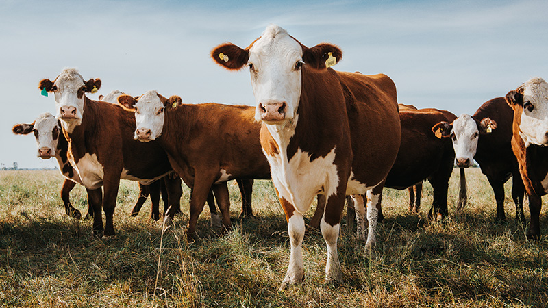 cattle-livestock-farm-field